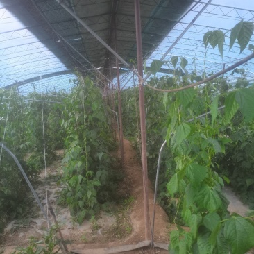 蔬菜种植大棚转让