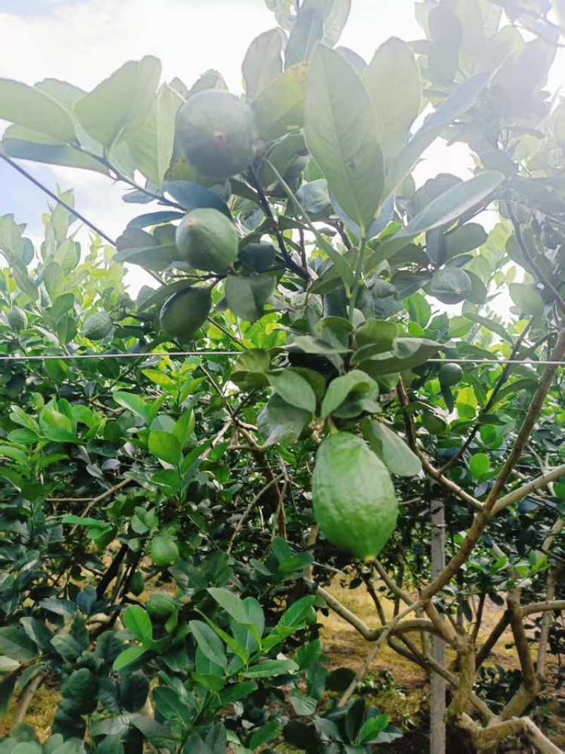源头直供香水柠檬，新鲜直达