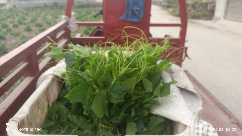 龙须菜，又名佛手瓜尖