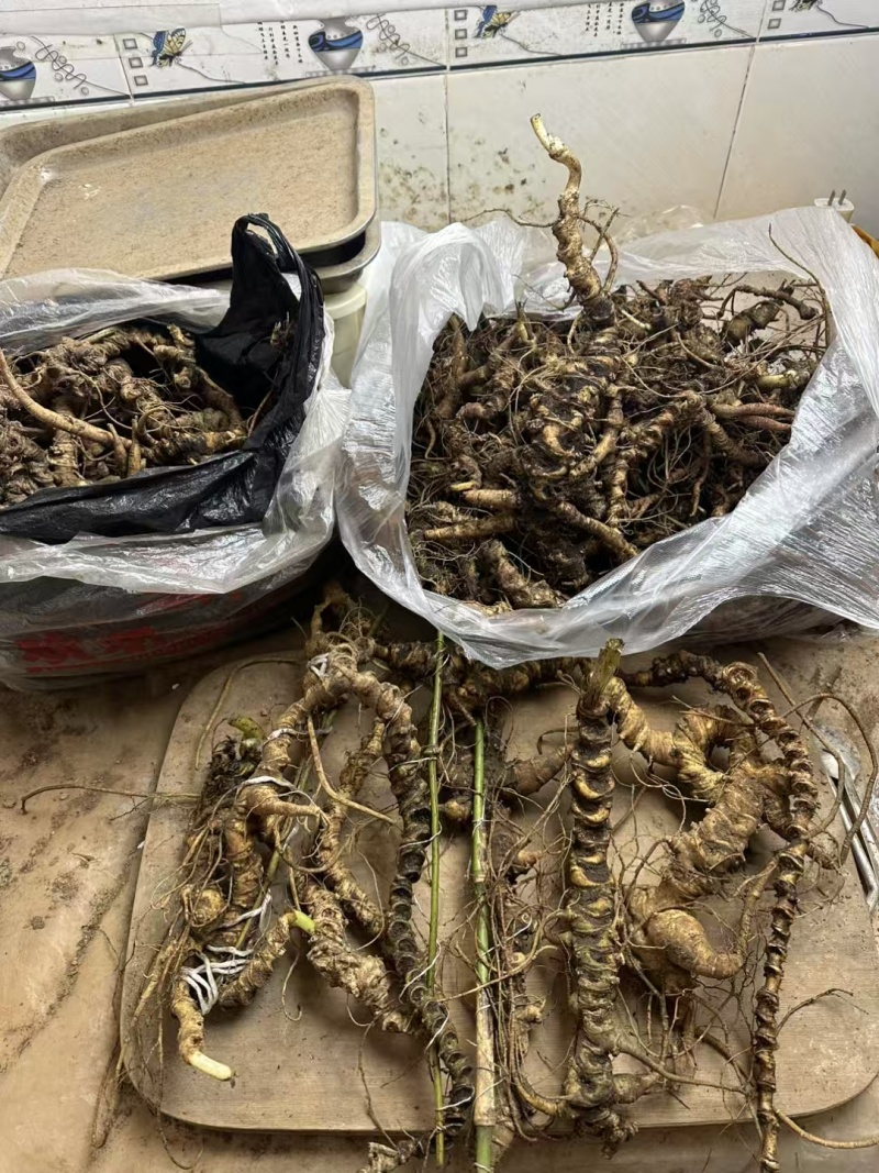正宗云南野生三七