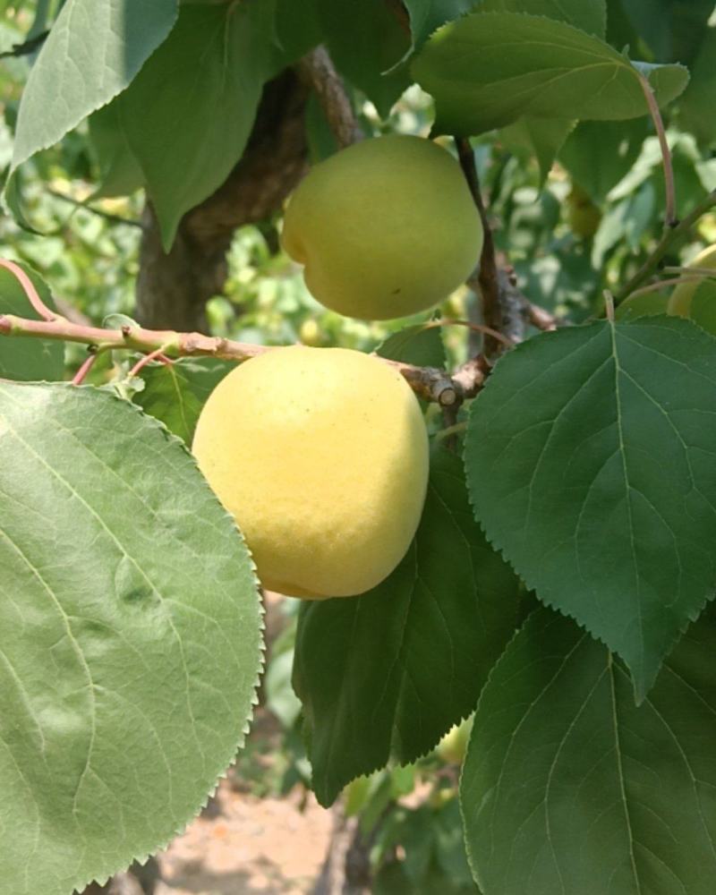 凯特杏