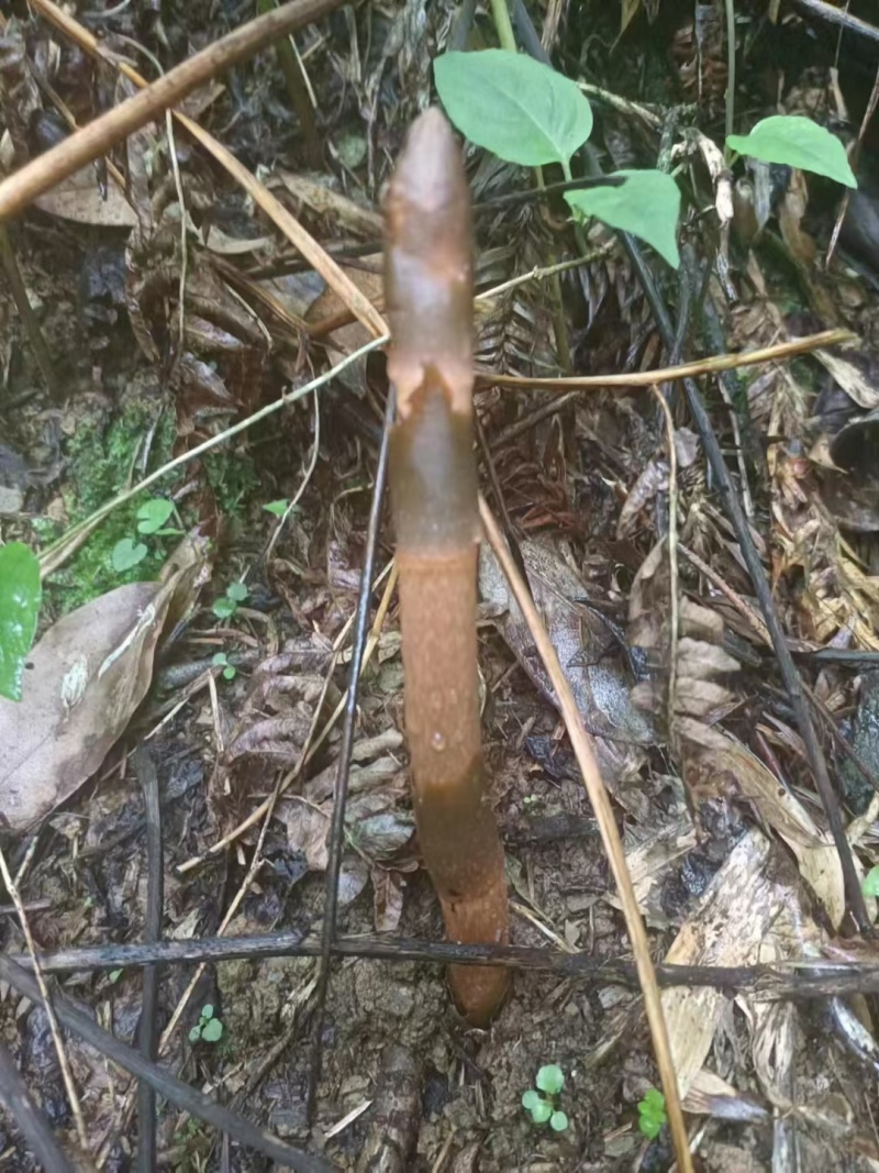 正宗云南野生天麻