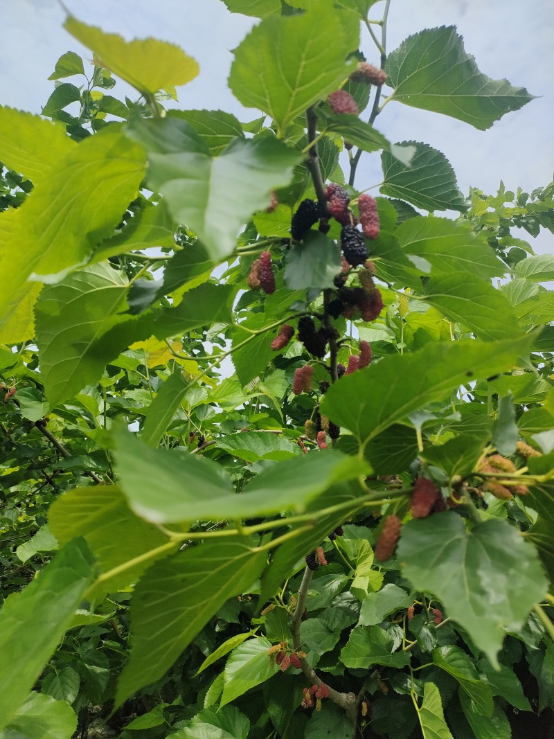 现采现卖新鲜桑叶
