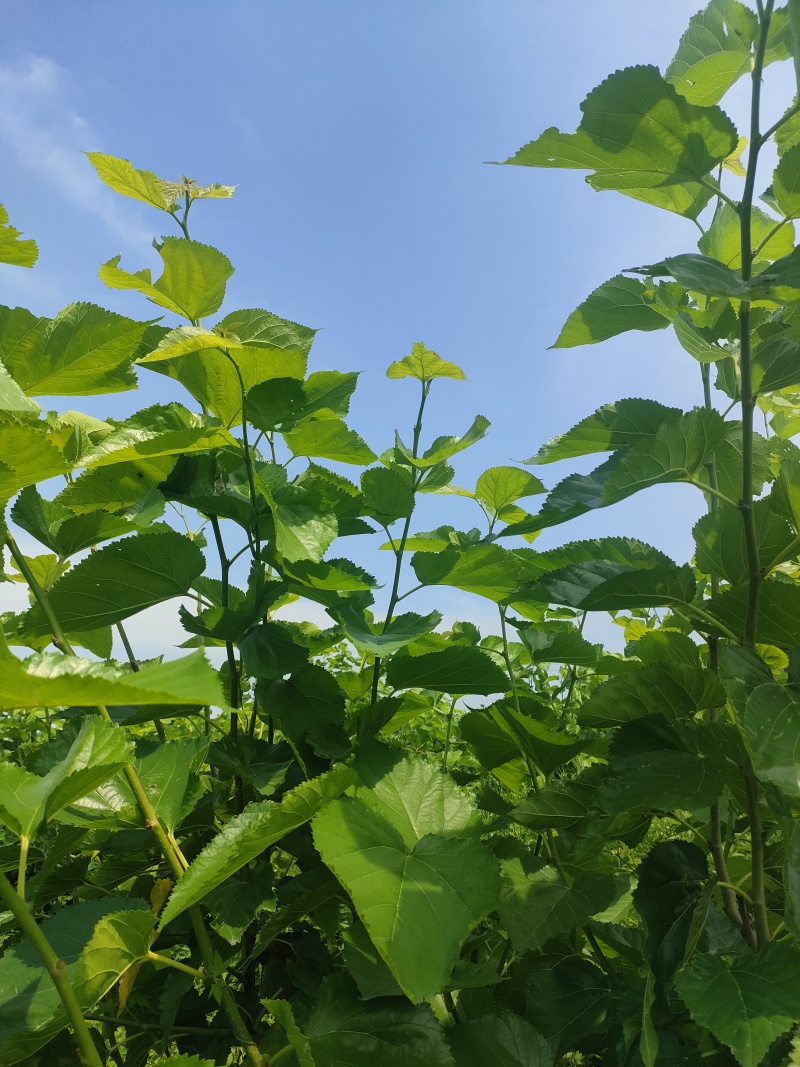 现采现卖新鲜桑叶