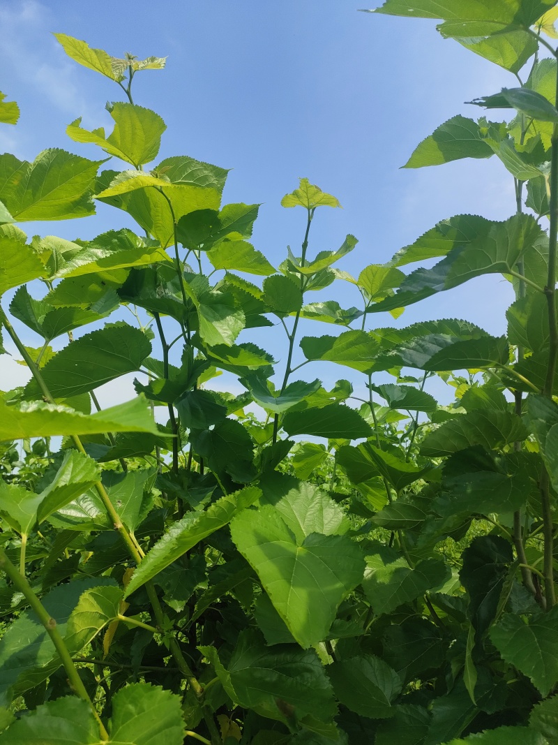 现采现卖新鲜桑叶
