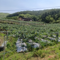 丝瓜
