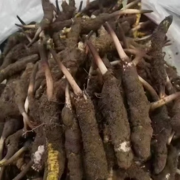 虫草