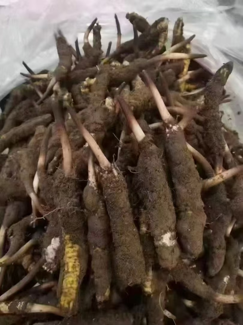 虫草