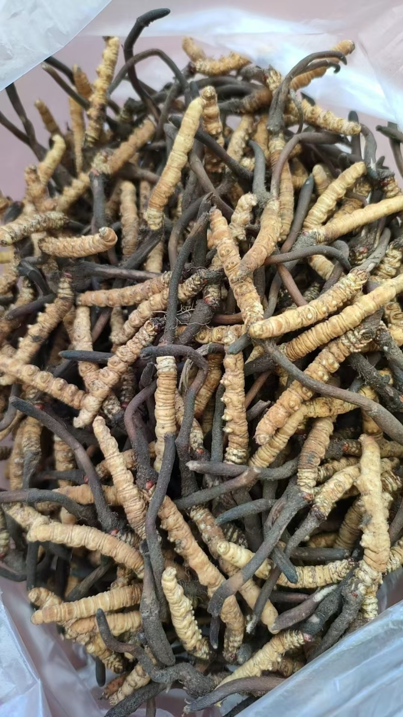 虫草