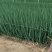 东北香葱产区直发保质保量供货价钱实惠