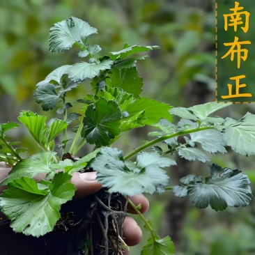 贵州南布正