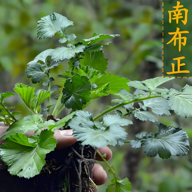 贵州野生南部正