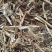 小麦秸秆，玉米秸秆，花生秧，豆杆等