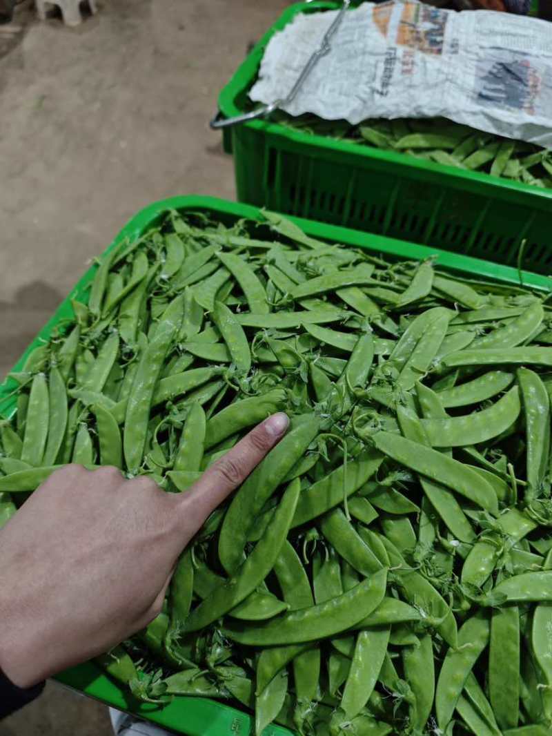 【推荐】荷兰豆严格把控质量价格合作共赢是目的寻求