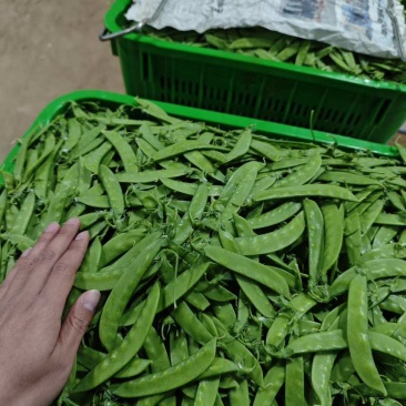 【推荐】荷兰豆严格把控质量价格合作共赢是目的寻求
