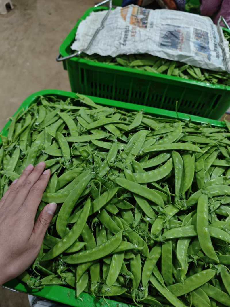 【推荐】荷兰豆严格把控质量价格合作共赢是目的寻求