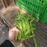 【推荐】荷兰豆严格把控质量价格合作共赢是目的寻求