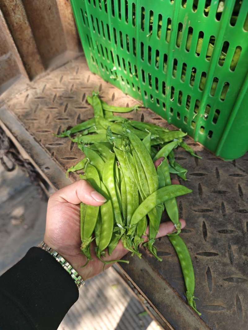 【推荐】荷兰豆严格把控质量价格合作共赢是目的寻求