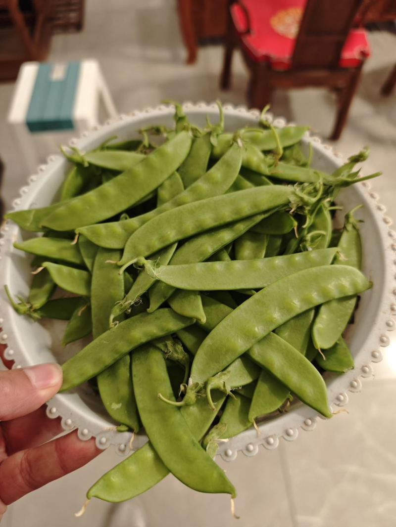 【推荐】荷兰豆严格把控质量价格合作共赢是目的寻求