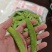 【推荐】荷兰豆严格把控质量价格合作共赢是目的寻求