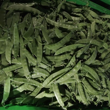 【推荐】荷兰豆严格把控质量价格合作共赢是目的寻求