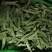 【推荐】荷兰豆严格把控质量价格合作共赢是目的寻求