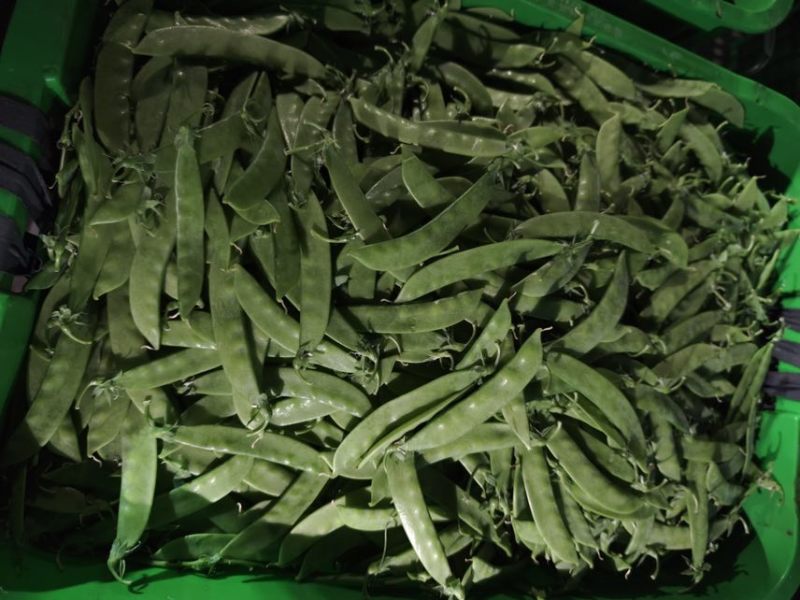 【推荐】荷兰豆严格把控质量价格合作共赢是目的寻求