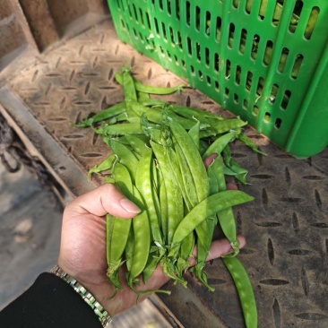 【荷兰豆】全年供应源头基地一手价格电商好货精品