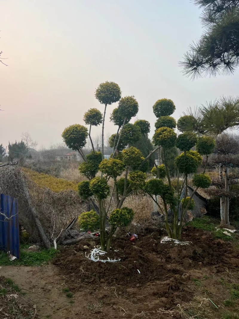 绿化盆景