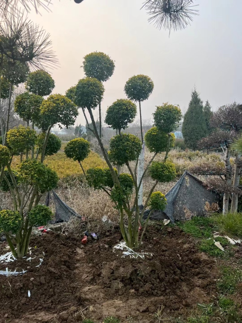 绿化盆景