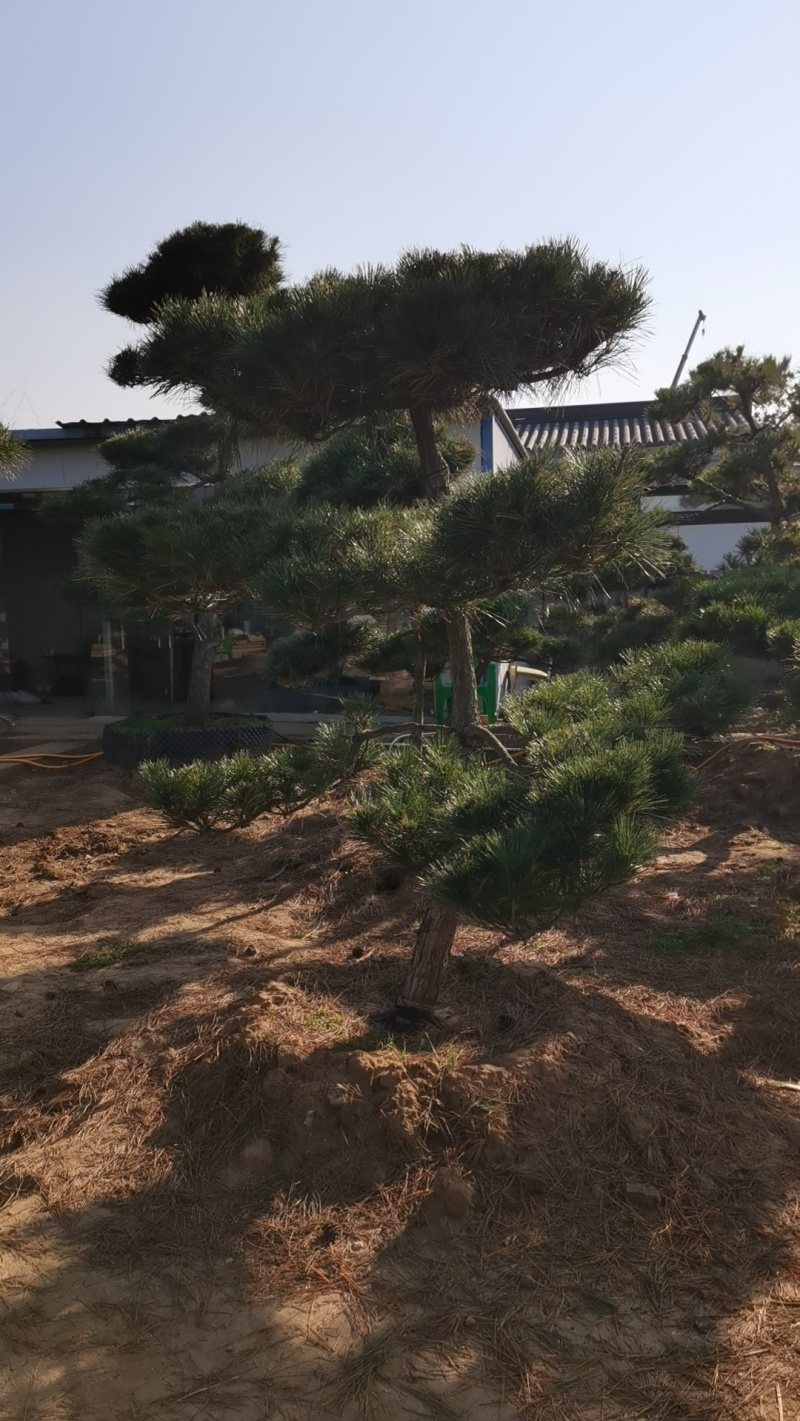 绿化盆景
