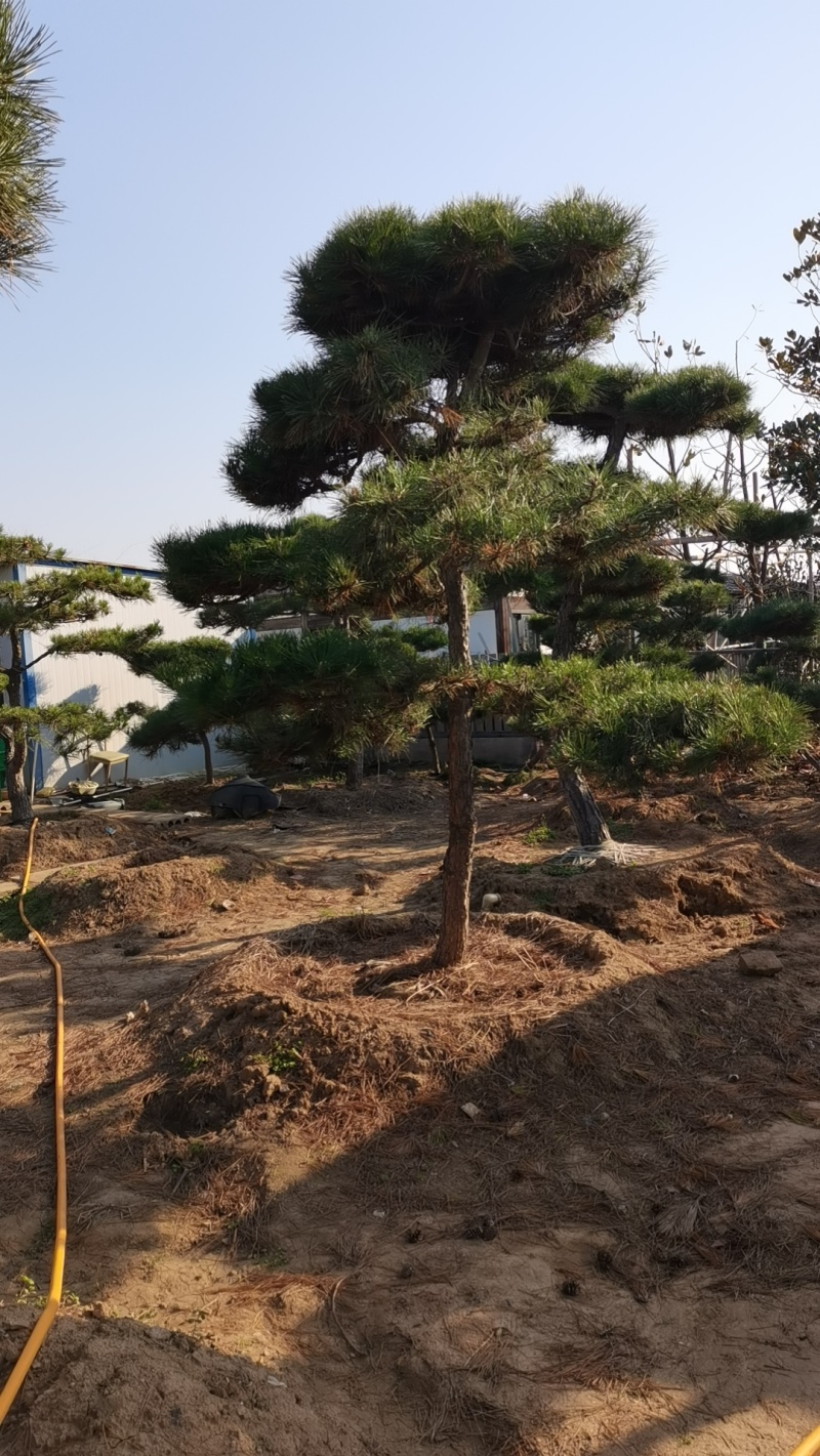 绿化盆景