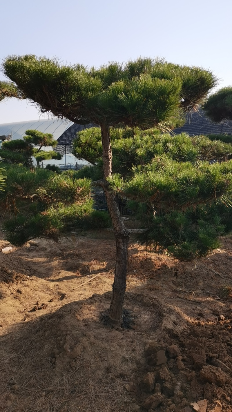 绿化盆景