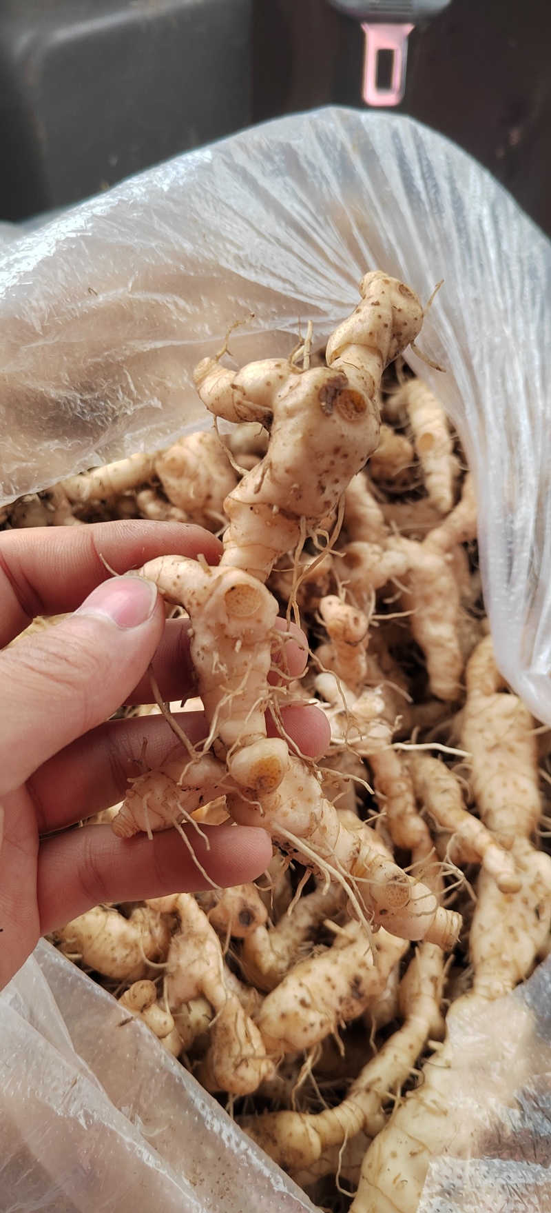 贵州黄精