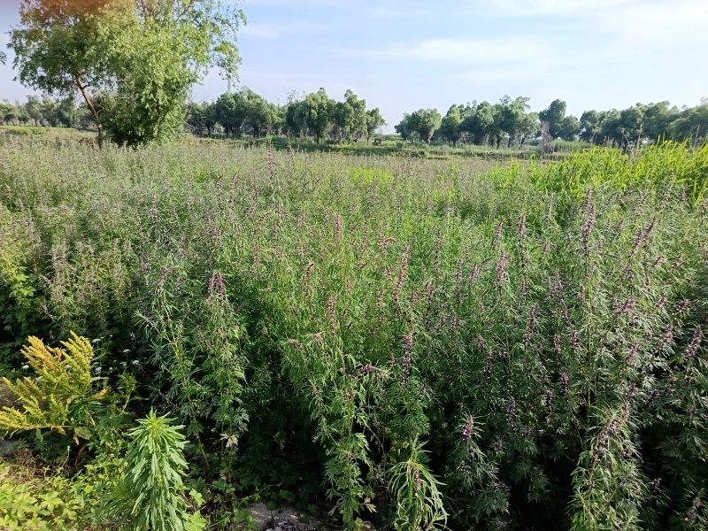 野生益母草，湖南产地大量现货。欢迎来电选购。