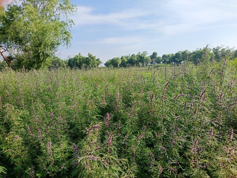 野生益母草，湖南产地大量现货。欢迎来电选购。
