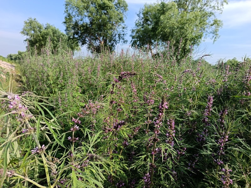 野生益母草，湖南产地大量现货。欢迎来电选购。