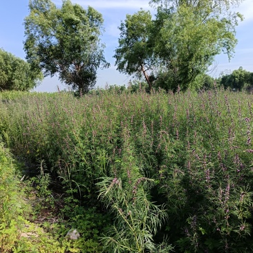 野生益母草，湖南产地大量现货。欢迎来电选购。