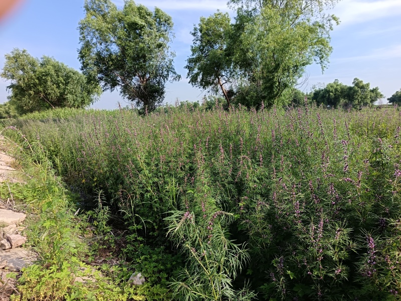 野生益母草，湖南产地大量现货。欢迎来电选购。