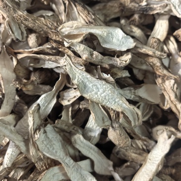 鸡腿菇烘干片