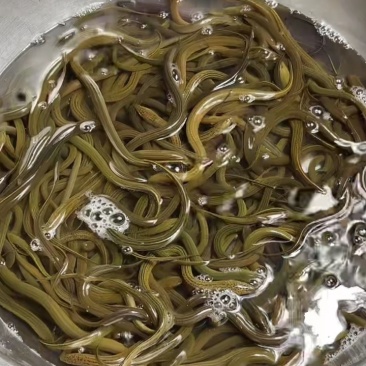 黄膳