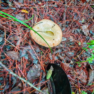 野生菌