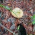 野生菌