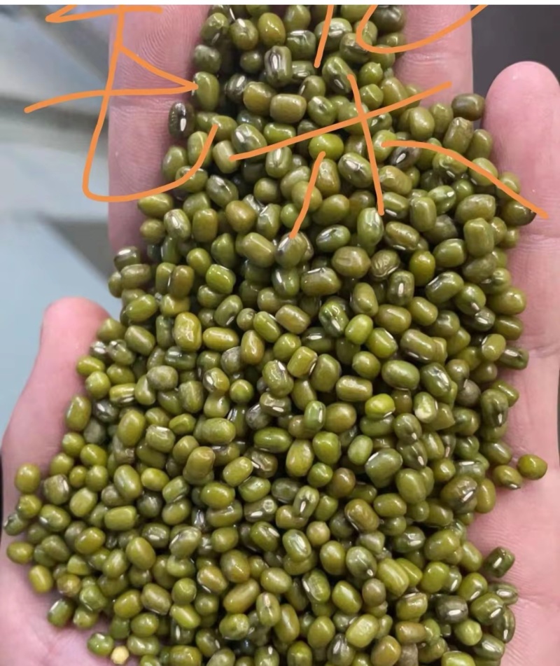 缅甸大产区绿豆，精品毛杂绿豆