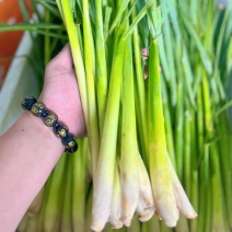 批发香茅