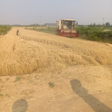 新小麦