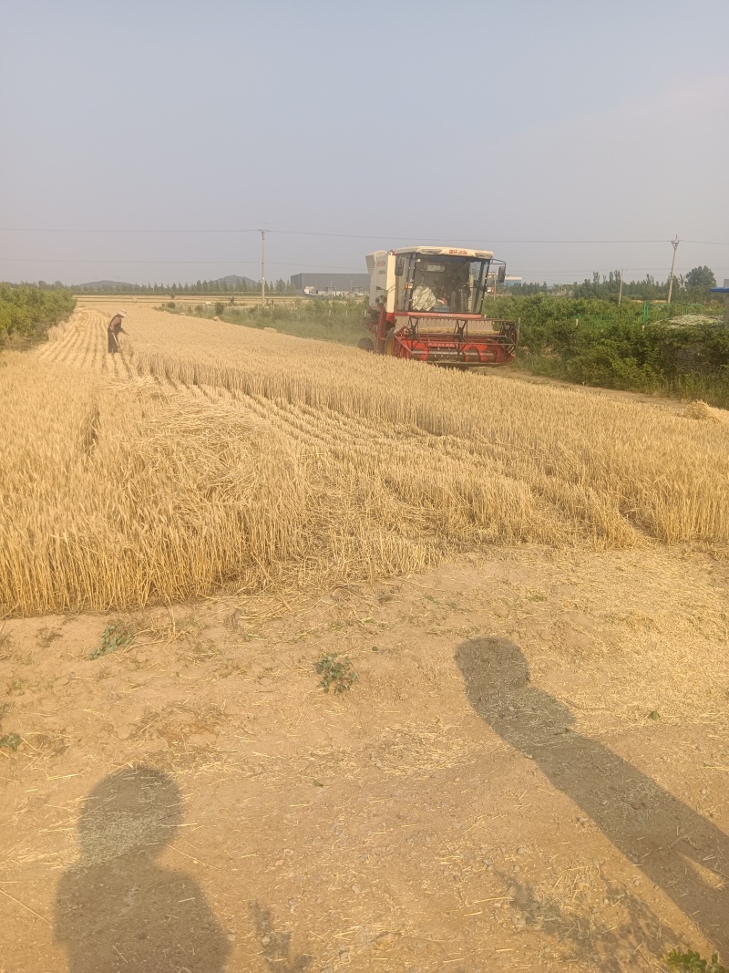 新小麦