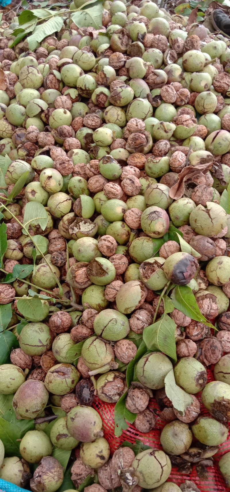 云南核桃