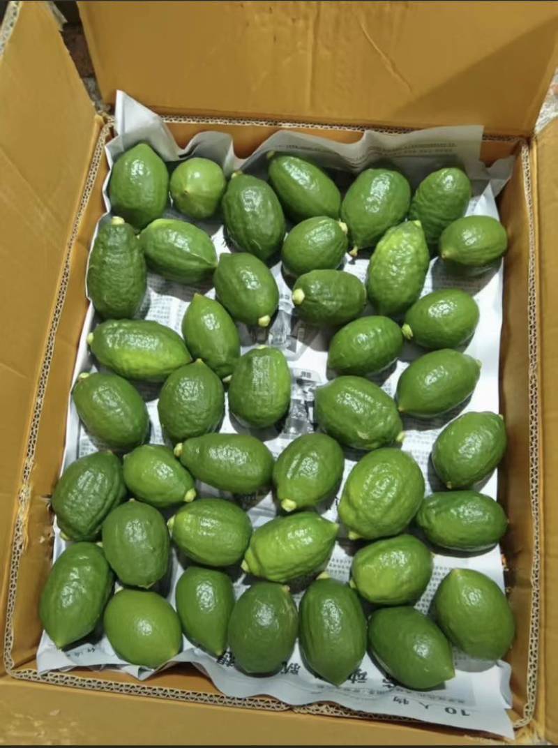 每日可供应1/2级香水柠檬2w斤