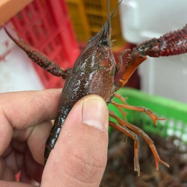 湖北潜江小龙虾批发